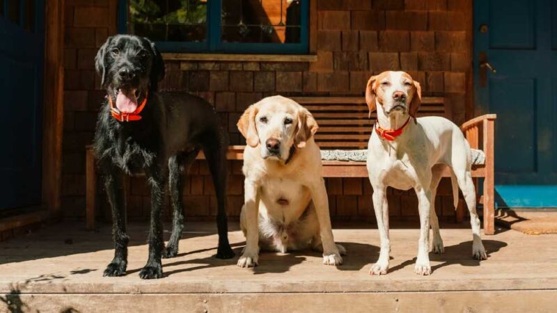 Discovering the advantages of dog daycare for your furry friend