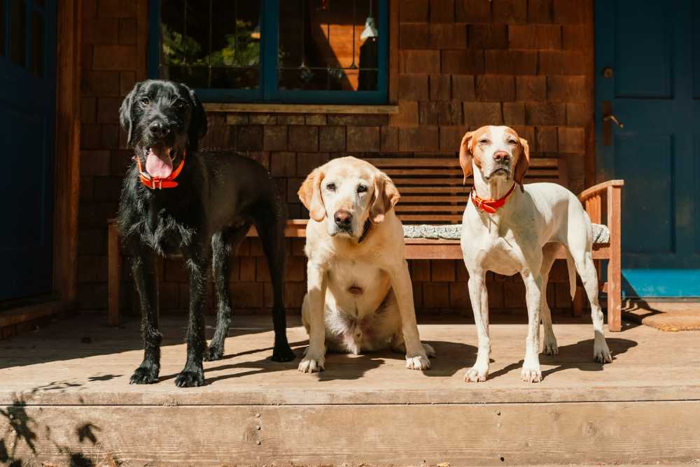 Discovering the advantages of dog daycare for your furry friend