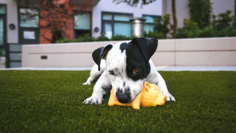 The Comprehensive Guide to Artificial Grass for Dogs: Enhancing Pet Wellness and Home Aesthetics