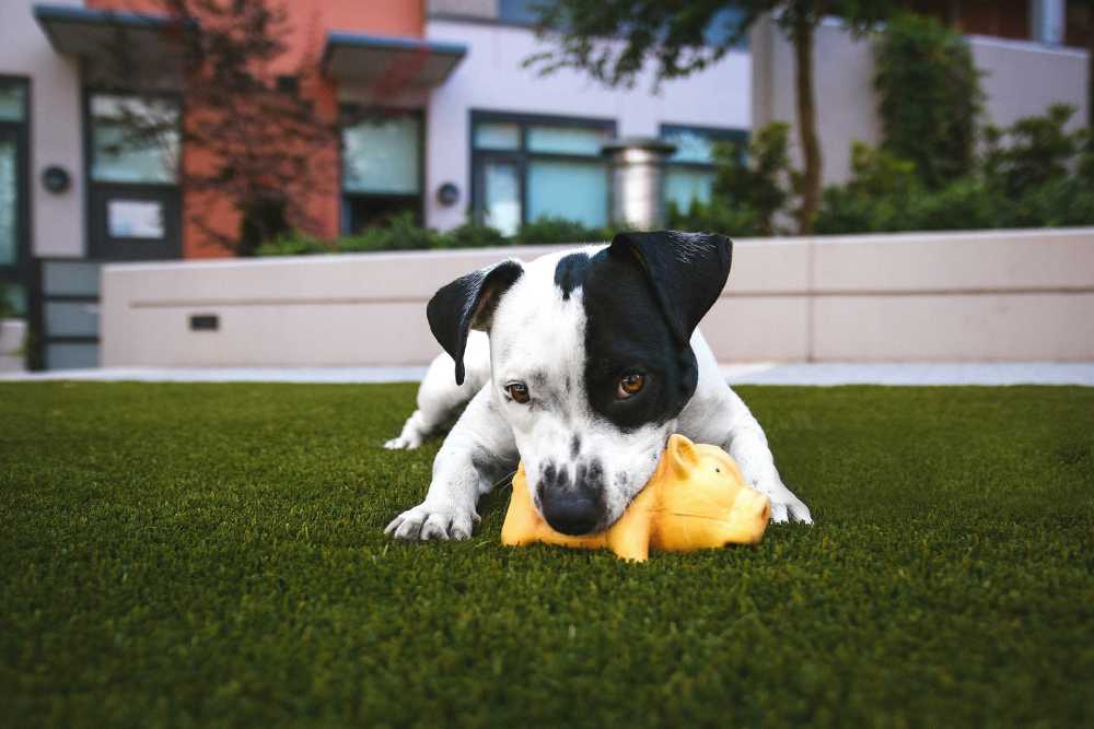 The Comprehensive Guide to Artificial Grass for Dogs: Enhancing Pet Wellness and Home Aesthetics