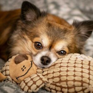 The Benefits of Choosing Small Dog Breeds for Urban Living