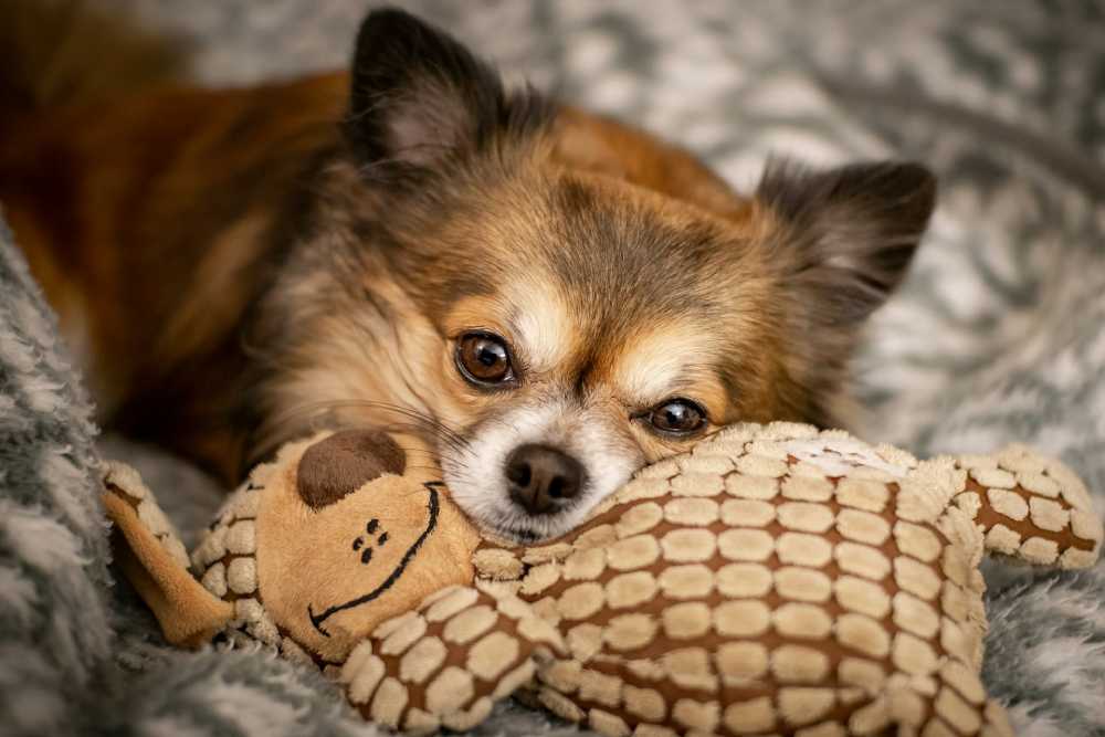 The Benefits of Choosing Small Dog Breeds for Urban Living