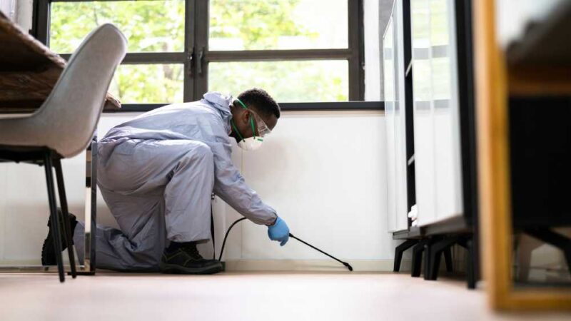 The Unseen Dangers of Indoor Pests and How to Deal with An Infestation