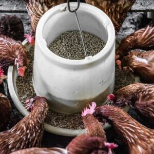 Boosting Egg Production and Growth Rates through Chicken Feed