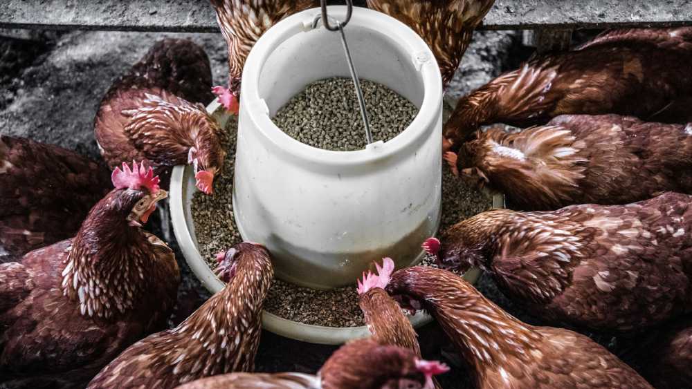 Boosting Egg Production and Growth Rates through Chicken Feed