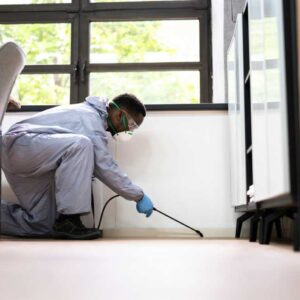 The Art of Effective Pest Control: Strategies and Best Practices